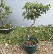 Yamadori épicéa style d'occasion  Moutiers-les-Mauxfaits