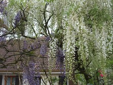 670 glycine violette d'occasion  Maintenon