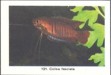 Rizla exotic aquarium for sale  MATLOCK