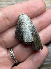 Tyrannosaurus rex tooth for sale  MAIDSTONE