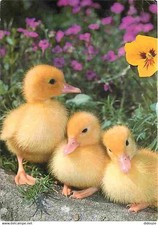 Animaux oiseaux canards d'occasion  Fruges