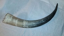 Steer bull cow for sale  Burlington