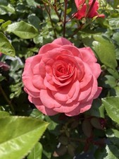 Doris pink hybrid for sale  SPALDING