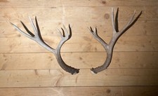 Large deer antler for sale  Rifle