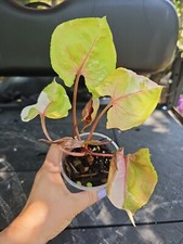 Large syngonium strawberry for sale  Englewood