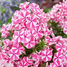phlox plants for sale phlox plants for sale Milwaukee