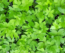 Herb lovage levisticum for sale  READING