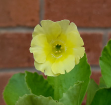 Primula auricula lemon for sale  DURHAM