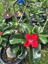 desert rose for sale desert rose for sale Pinellas Park