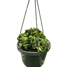 Hoya rope plant for sale  Old Town