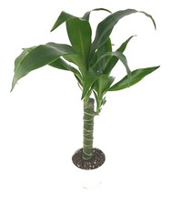 Dracaena black beauty for sale  Castaic