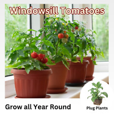 Dwarf tomato plug for sale  BEDFORD