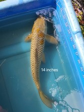 Inch ochiba koi for sale  Lakeland