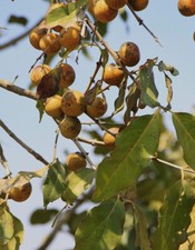 Semi diospyros melanoxylon usato  Trappeto