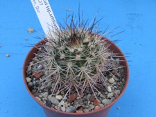 echinocereus for sale echinocereus for sale BIRMINGHAM