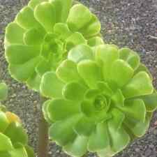 Large size aeonium for sale  Saratoga