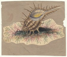 Aquarela animal marinho caracol espinhoso da década de 1890 comprar usado  Enviando para Brazil