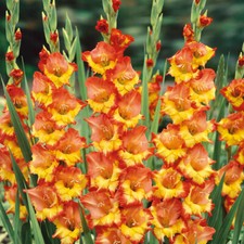 Gladioli princess margareth for sale  WOLVERHAMPTON