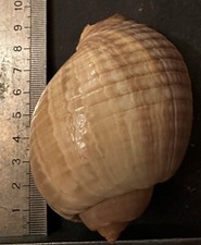 Collection coquillage tonna d'occasion  Champigny-sur-Marne