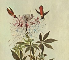 John james audubon for sale  Kinston