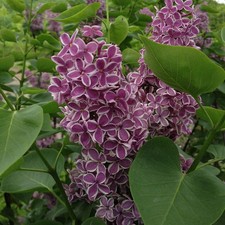 Syringa vulgaris sensation for sale Syringa vulgaris sensation for sale  KING'S LYNN