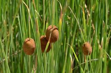 Dwarf mini bulrush for sale  BUCKFASTLEIGH