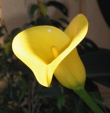 Samen zimmerblume exotische gebraucht kaufen  Calw