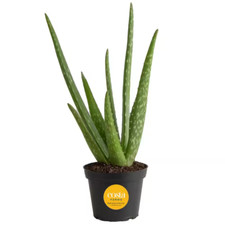 Aloe vera indoor for sale  Denver