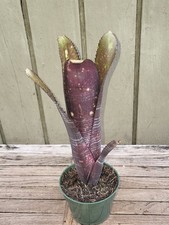 Billbergia darth vader for sale  Homestead