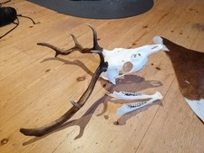 Schädel geweih trophäen gebraucht kaufen Schädel geweih trophäen gebraucht kaufen  Eschau