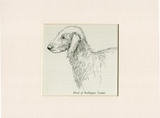 Bedlington terrier head for sale  COLEFORD
