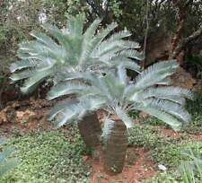 Encephalartos laevifolius usato  Napoli