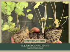 Aquilegia canadensis wild for sale  Portville