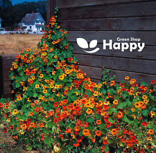 Nasturtium double gleam for sale  DONCASTER