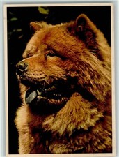 12086802 chow chow gebraucht kaufen 12086802 chow chow gebraucht kaufen  Eimeldingen
