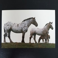 Pferdepostkarte pferd popp gebraucht kaufen  Beeskow