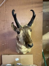 Pronghorn antelope taxidermy for sale  Cleveland