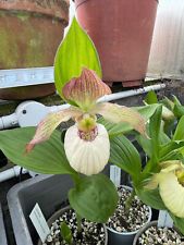 cypripedium for sale  GLOUCESTER