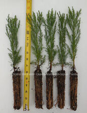 Giant sequoia trees for sale  Albany