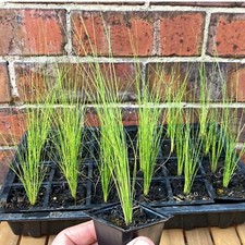 Feather grass pony for sale  STOKE-ON-TRENT