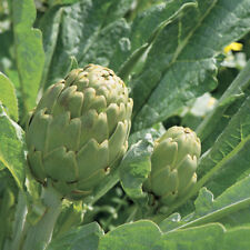 Green globe artichoke for sale  Deltona