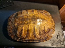 One red eared for sale  Covina