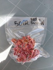 Peperoncino red scorpion usato  Ventimiglia