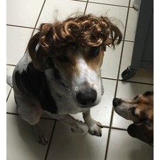 Mullet dog wig for sale  Lagrange