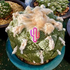 Ariocarpus fis. lloydii usato  San Cassiano