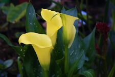 Zantedeschia elliottiana calla for sale  HORSHAM