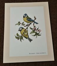 Blaumeise kunstdruck poster gebraucht kaufen  Bad Oldesloe