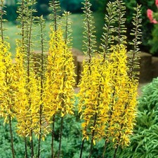 Ligularia przewalskii leopard for sale  MARCH
