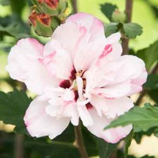 Rose sharon pink for sale  Manchester