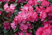 Rhododendron yakushimanum cliv gebraucht kaufen  Westerstede
